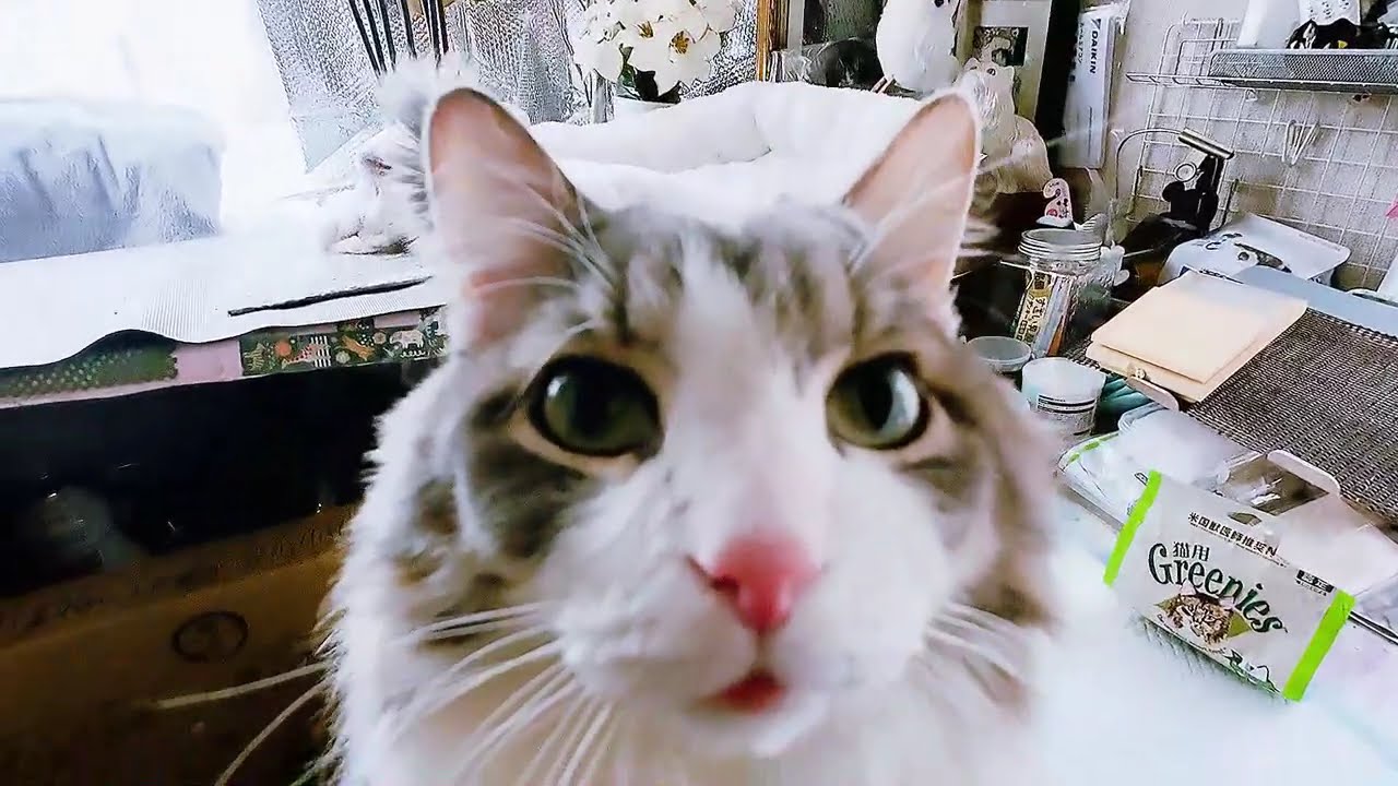 目指せモモ20歳～【シニア猫の嗜好の変化】を感じた件～＃ノルウェージャンフォレストキャット