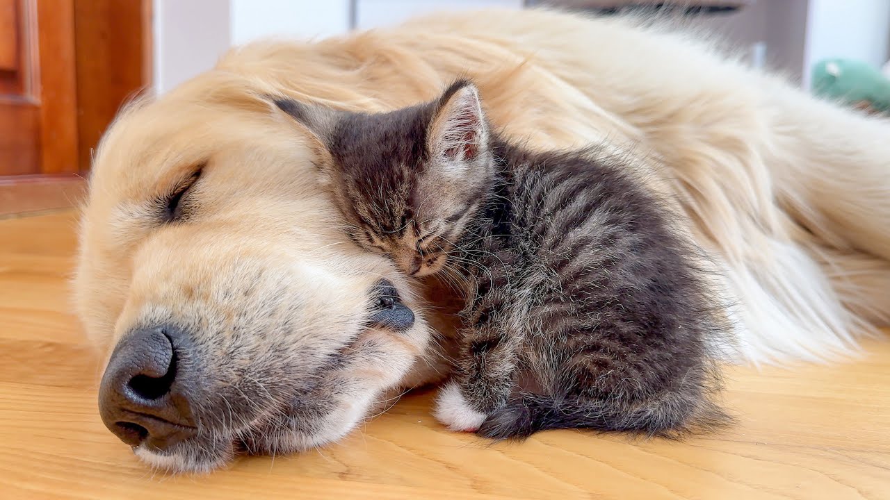 Tiny Kitten’s Sweetest Love for the Dog Will Melt Your Heart!