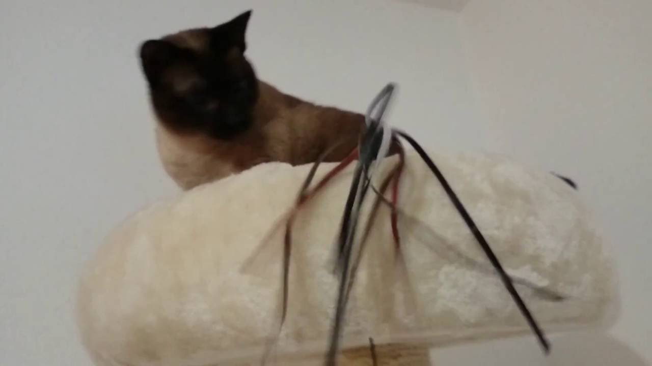 Playing with cat (somehow relaxing?)