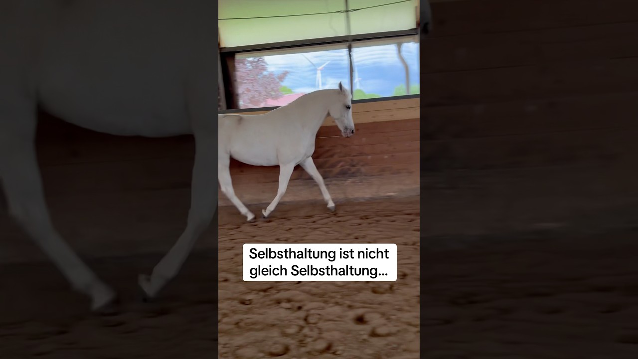 Die freie Selbsthaltung #pferdetraining #freiarbeit