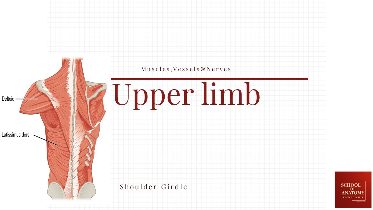 Shoulder girdle (Axilla walls) ( کمربند شانه ای- آگزیلا)