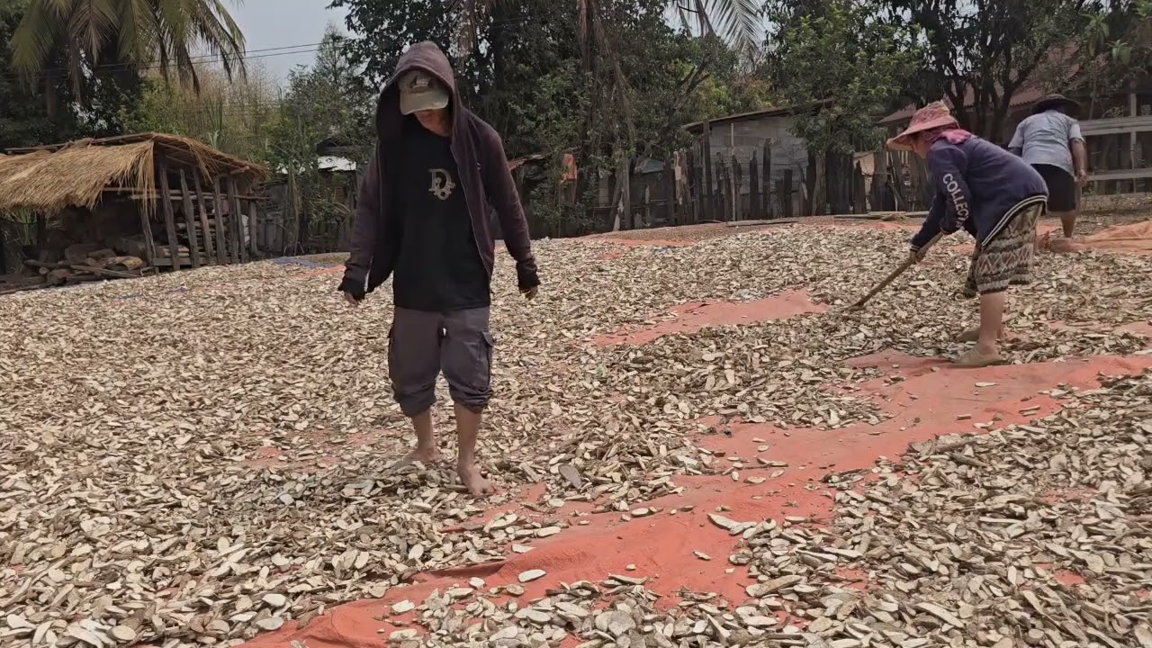 peb cov niam tub  ntuav qos ziab  thiab  xuab qos