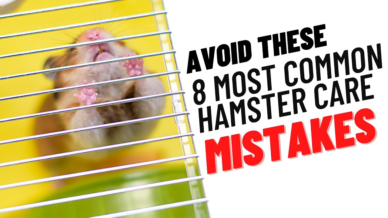 8 Common Hamster Care MISTAKES