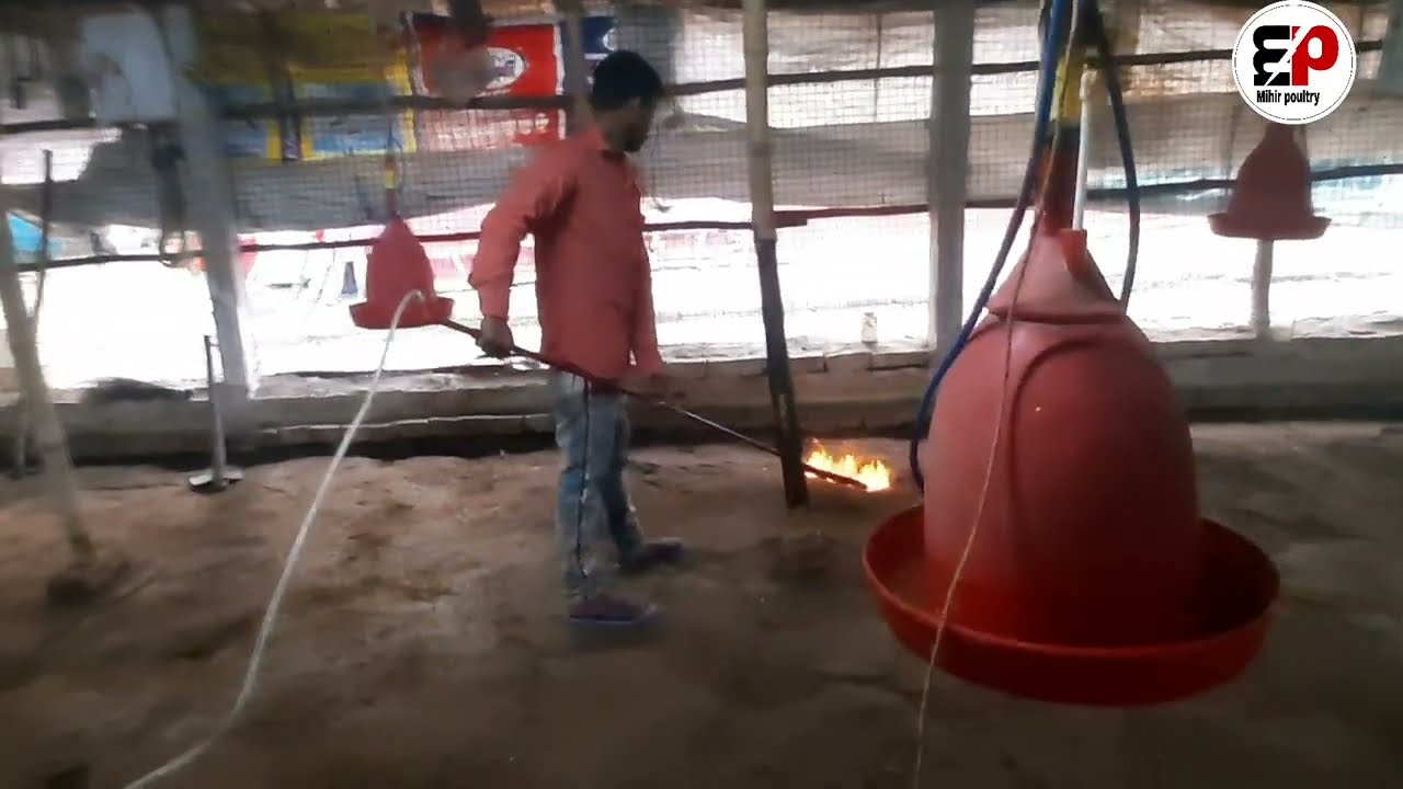 Flame Gun in Poultry Farm | Shed Disinfection & Biosecurity Guide (Bangla)