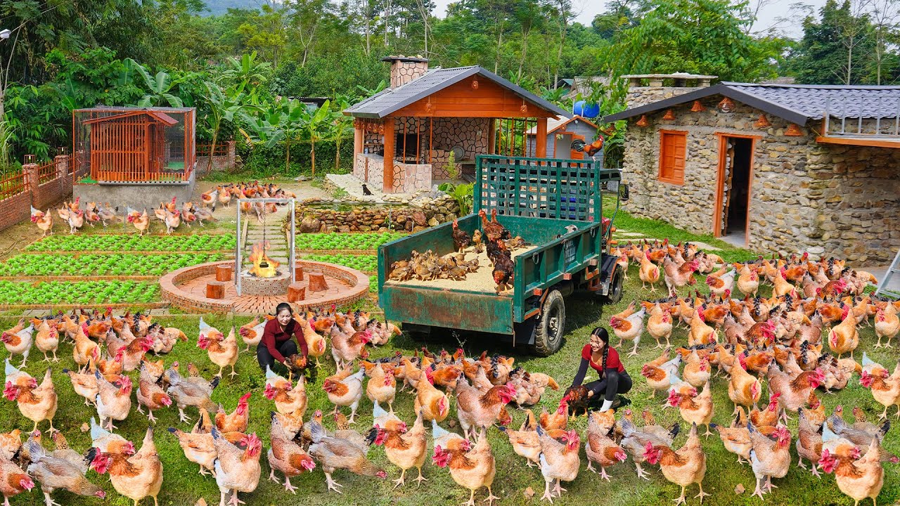 Buy Many Chicken from Daily Farm Sister, Use Reinforced Mesh Around Chicken Coop - Raise Chicken