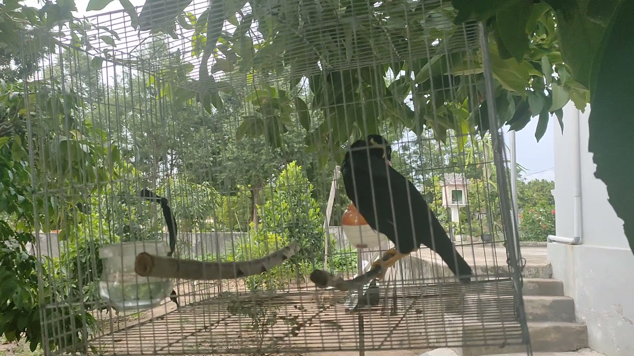 TIẾT LỘ B&Iacute; QUYẾT NU&Ocirc;I CHIM NHỒNG YỂNG