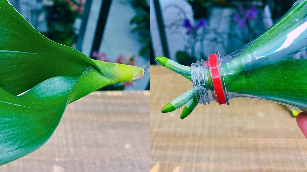 COM APENAS UMA GARRAFA PET VOCÊ FAZ UMA ORQUÍDEA ENCHER DE RAÍZES   | JD Orquídeas
