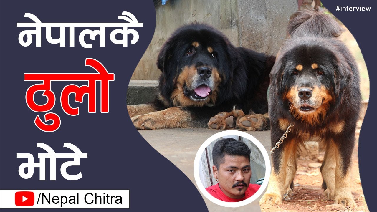बाघ जस्तो डरलाग्दो ‘टाइगर’ नेपालकै ठुलो भोटे कुकुर हो ! कस्तो छ ‘टाइगर’ ? │Nepal Chitra