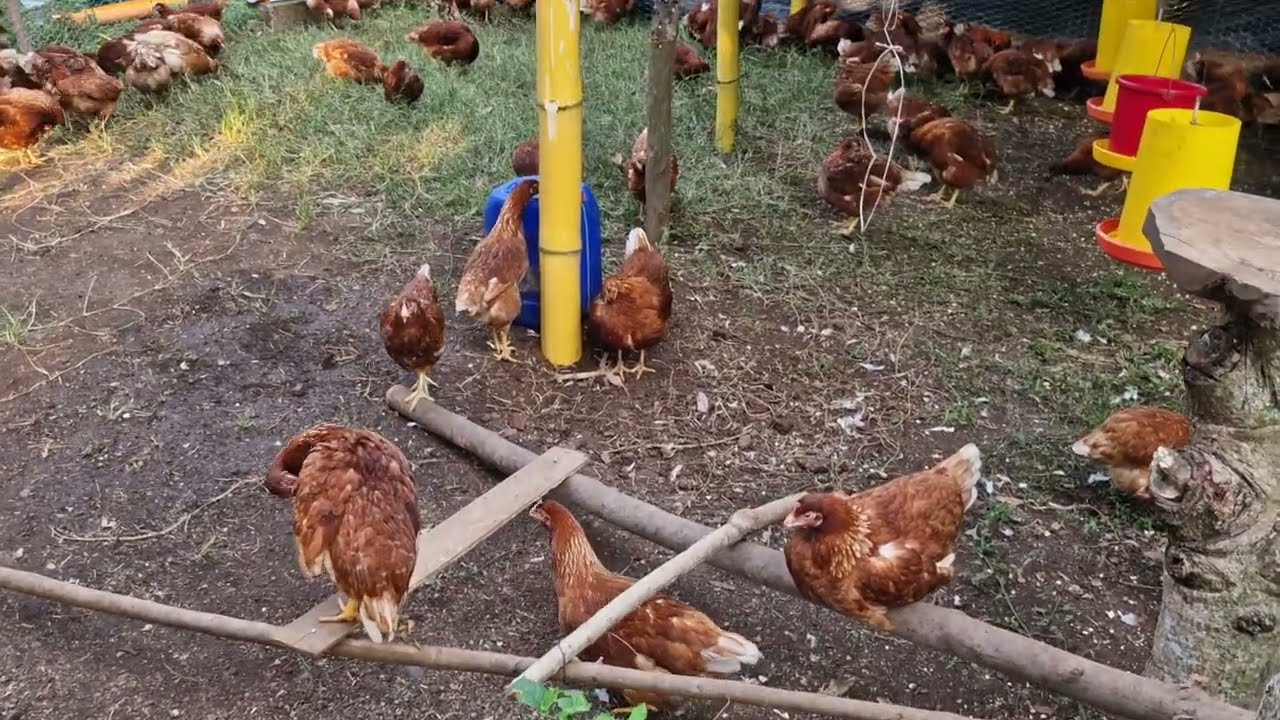 Estas son mis Gallinas Ponedoras 😱 ¿Vale la pena invertir en ellas?