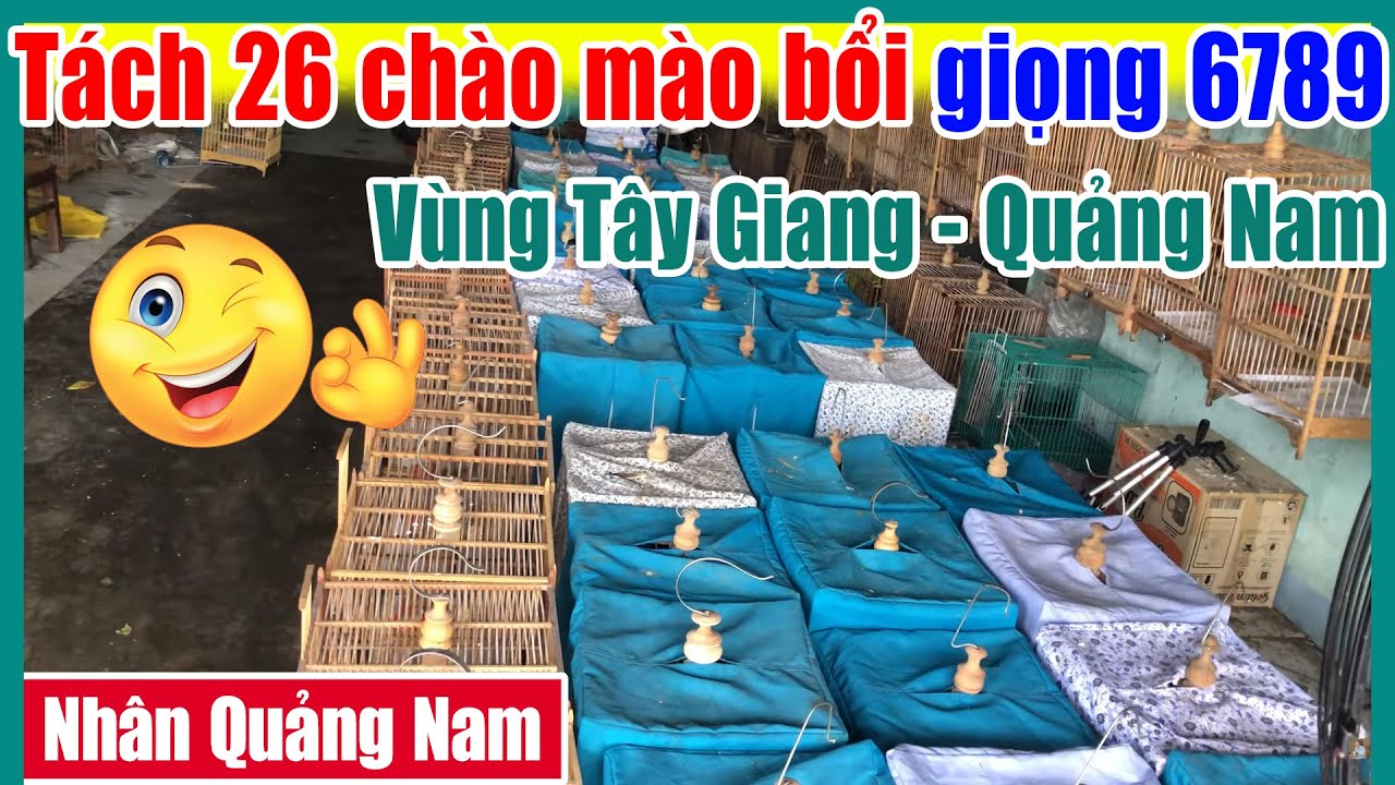 Tách 26 Con Bổi Tây Giang, Chim Giọng 6789 | Nhân Quảng Nam