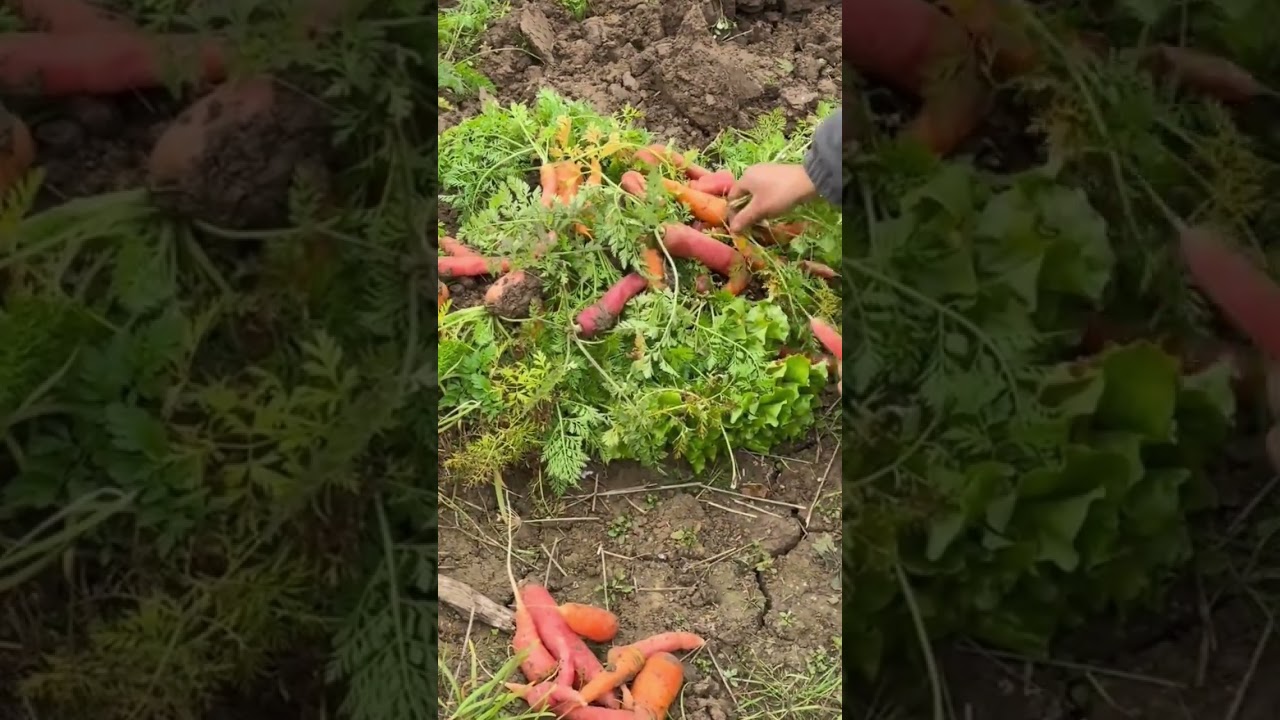 Fresh Organic Carrots For Preparing Delicious Healthy Snacks