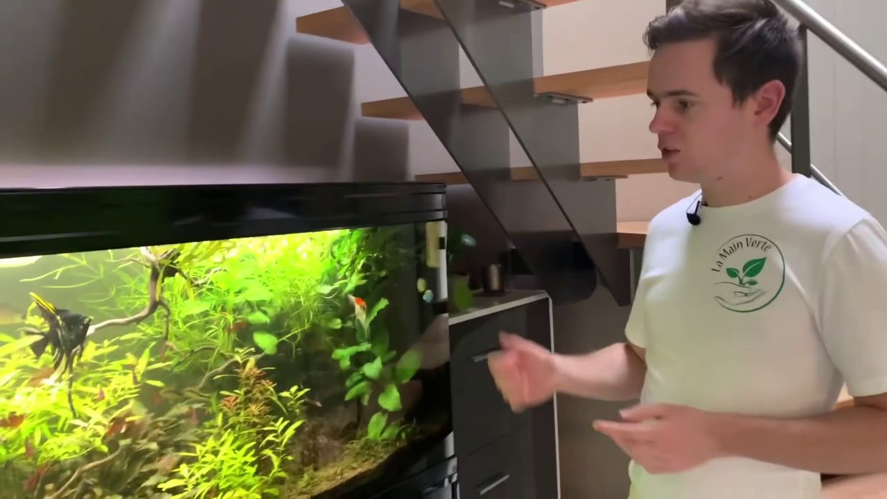 J’ai des algues dans l’aquarium!