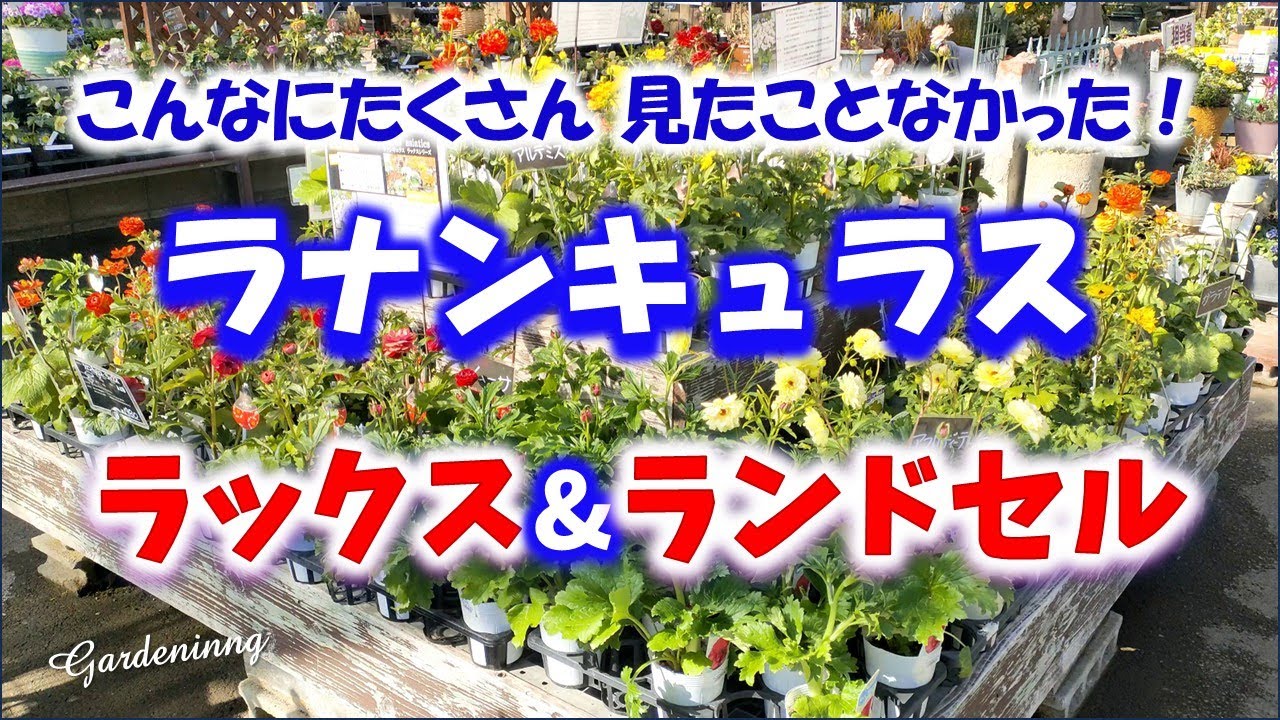 【ガーデニング】一度にこんなにたくさんの品種みたことなかった！毎年あふれるほど可憐に咲く！人気のラナンキュラス ラックス＆ランドセル！フラワーガーデン泉・群馬県・ Gardening