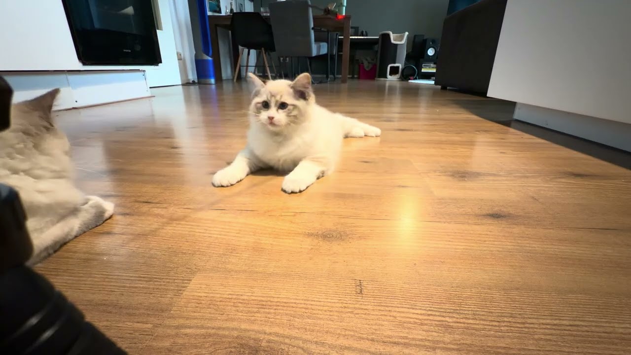 Daily kitten playtime with human