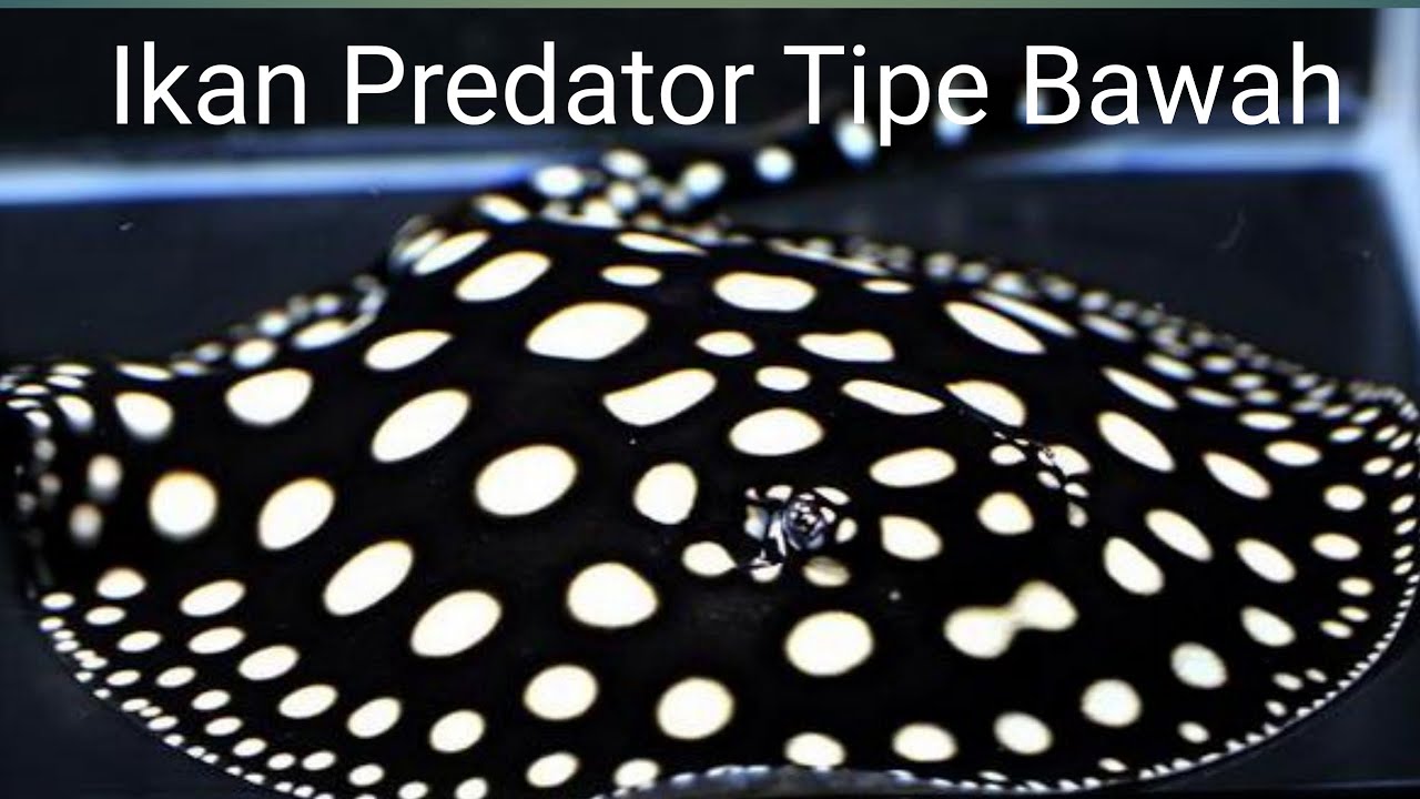 Jenis jenis ikan predator air tawar tipe bawah