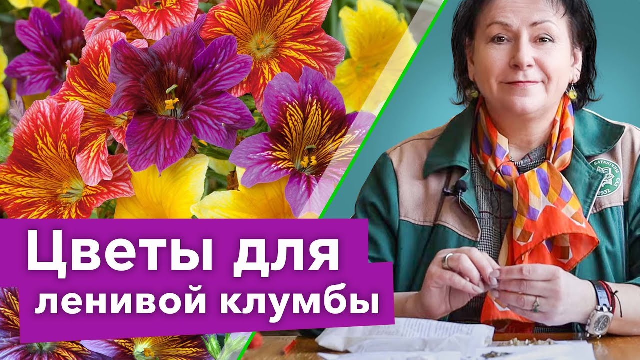 ТАКОЙ КРАСИВОЙ КЛУМБЫ БОЛЬШЕ НЕ БУДЕТ НИ У КОГО! Посейте эти неприхотливые цветы сразу в грунт в мае