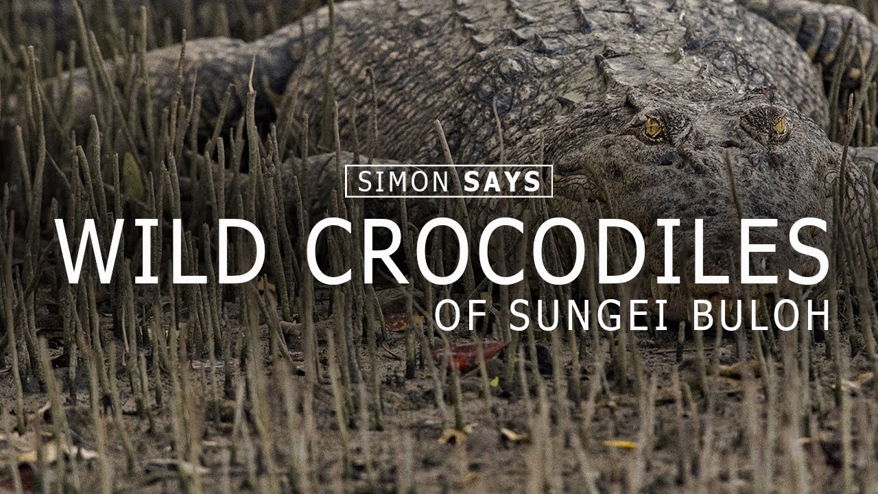 Looking for wild crocodiles in Singapore’s Sungei Buloh wetland reserve | Simon Says