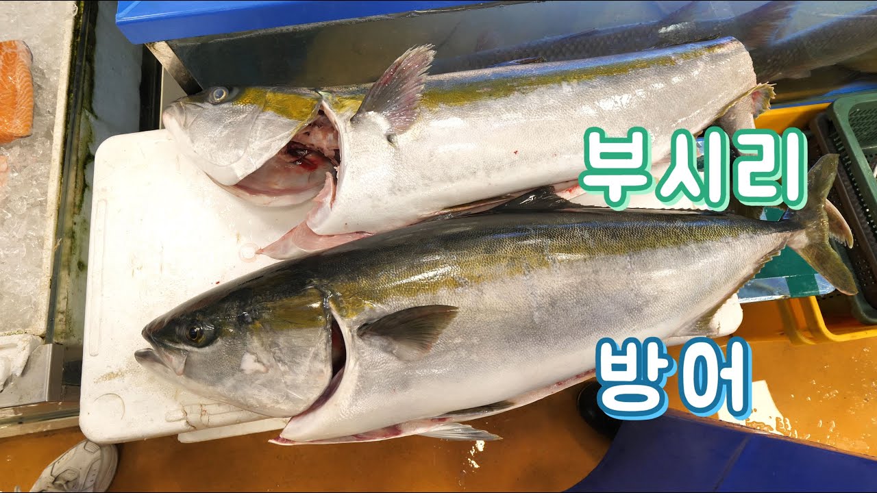 아직도 방어와 부시리를 구별못하십니까? 이제 절대 속지마세요 /Yellowtail amberjack Vs  Kingfish /  ヒラス  / 히라스