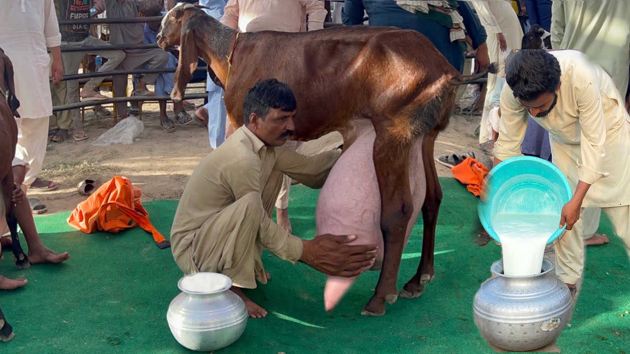 New World Record 11.500 Kg Milk Record Goat Milk Competition University of Agriculture Faislabad