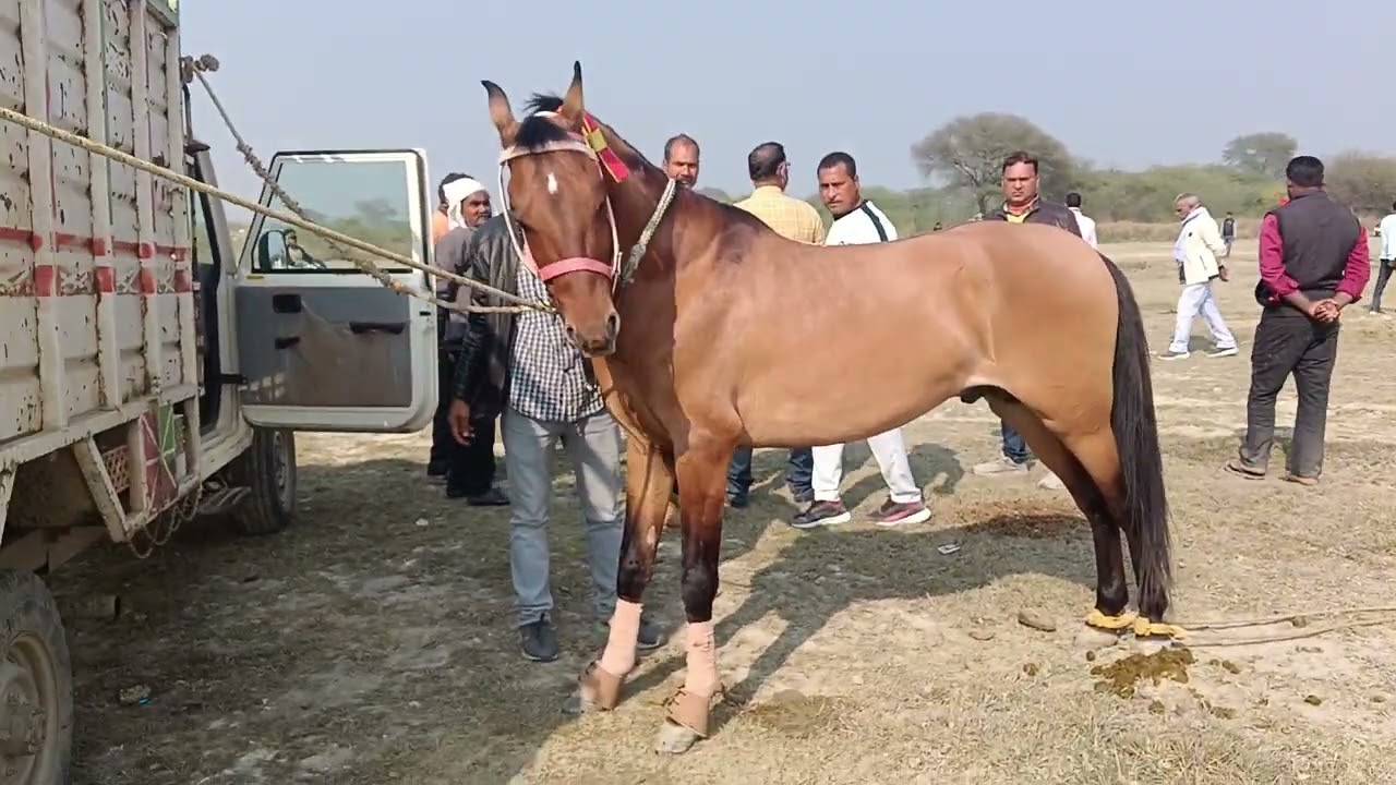पूरे रेवती डलमऊ जिला रायबरेली सभी घोड़े रेस के लिए तैयार हो रहे है 