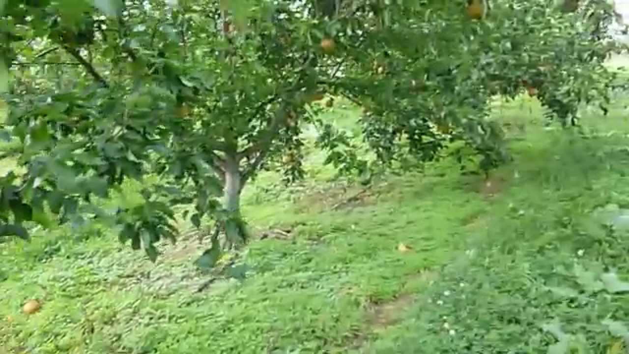 The Problem with Pears