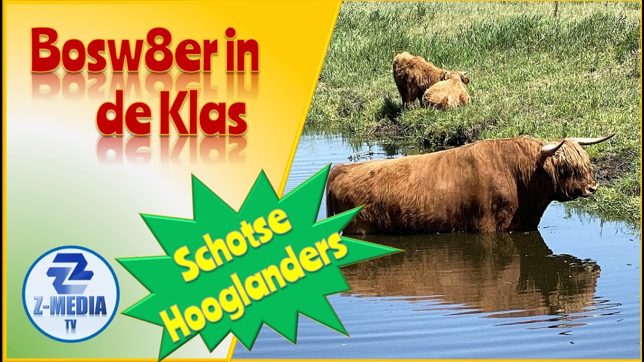 Bosw8er in de Klas: Leuke weetjes over Schotse Hooglanders (afl. 38) 4k
