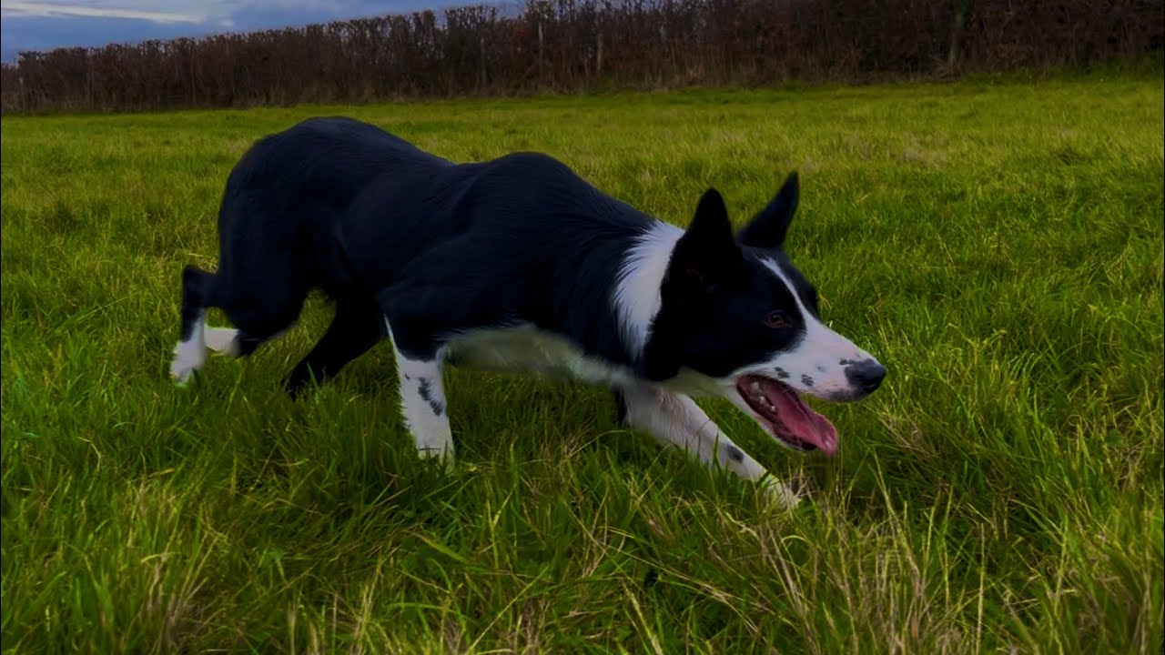 Lot 93: Bronallt Bryn – 04.02.26  Farmers Marts Dolgellau Online Sheepdog Auction