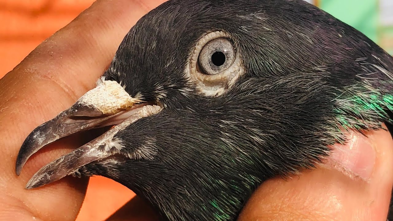 Ferozpuri kabootar || Pure ferozpuri and rampuri kabootar 03053439608 || Breeder pigeon pairs  