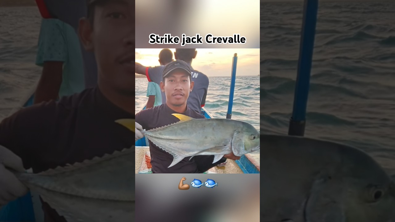 Strike Jack Crevalle. #mancing #mancingdilaut #jackcrevalle #ikanbesar #fishing #ikanlautsegar