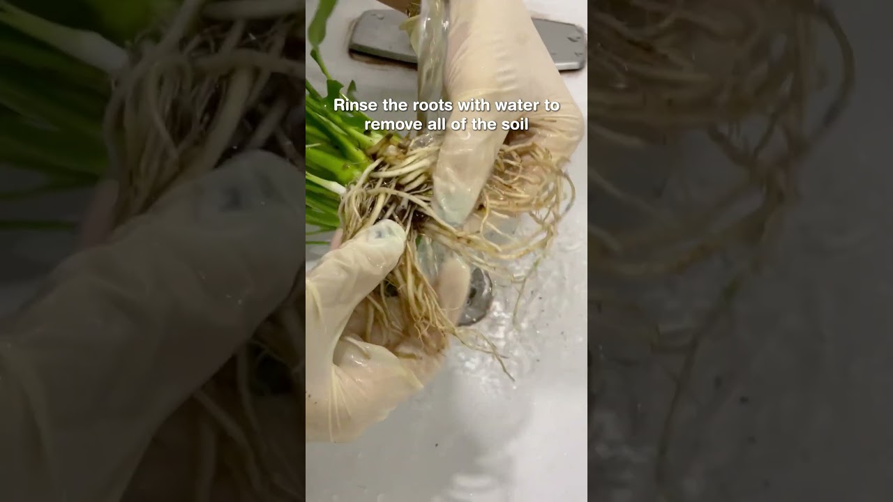 Hydroponic Peace Lily Plant🍀#succulentsbox #houseplants #peacelilyplant #hydroponics #plants #shorts