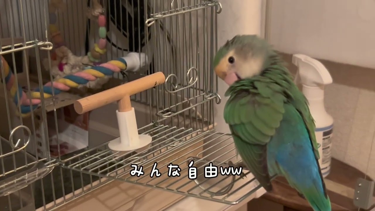 【11歳おばあちゃんインコ　不屈のチャレンジ精神】 #インコのいる暮らし #コザクラインコのあおさん #あおとみどり #おばあちゃんインコのみどりちゃん #コザクラインコ #lovebirds #癒し