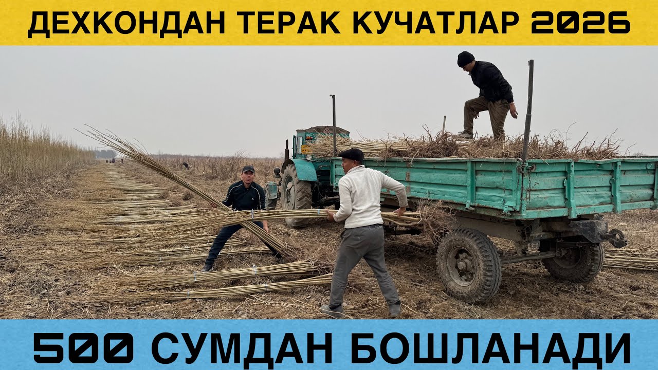 ТЕРАК КУЧАТ НАРХЛАРИ 2026 ДЕХКОНДАН АРЗОН НАРХЛАРДА ОЛИНГ ДАСТАФКА БОР