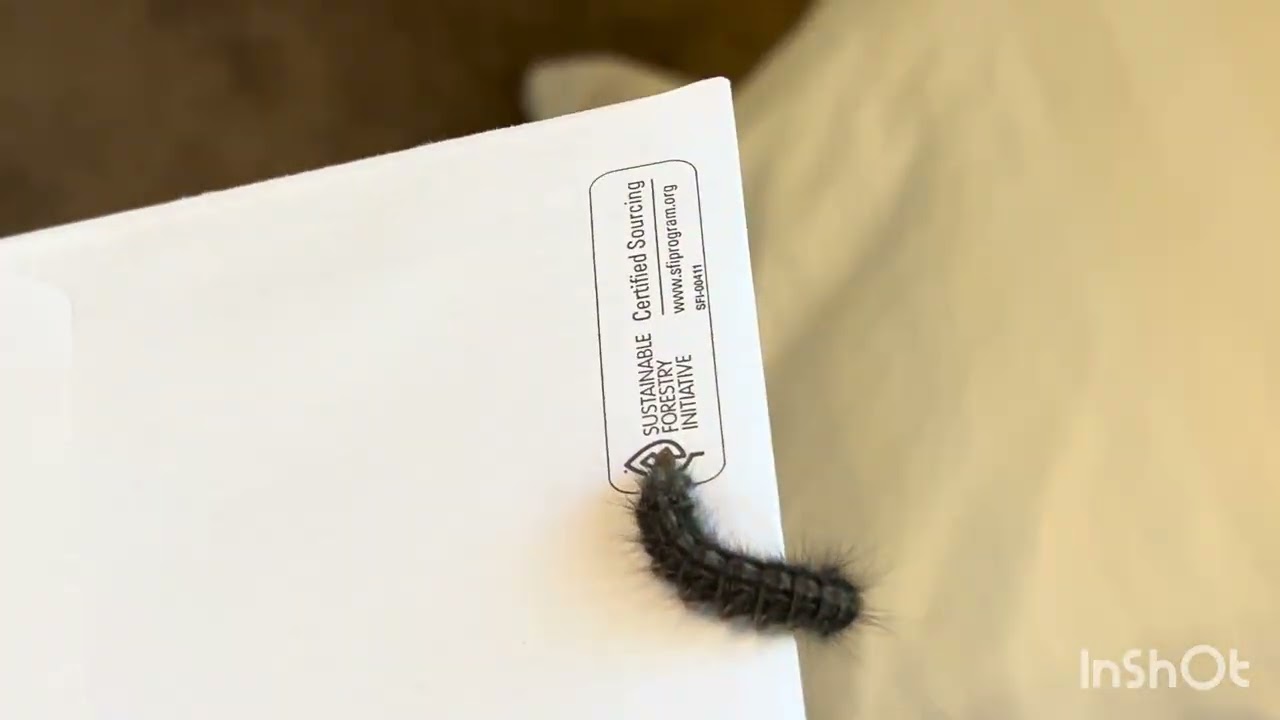 ☠️🐛☠️How to remove deadly caterpillar from home.☠️🐛☠️