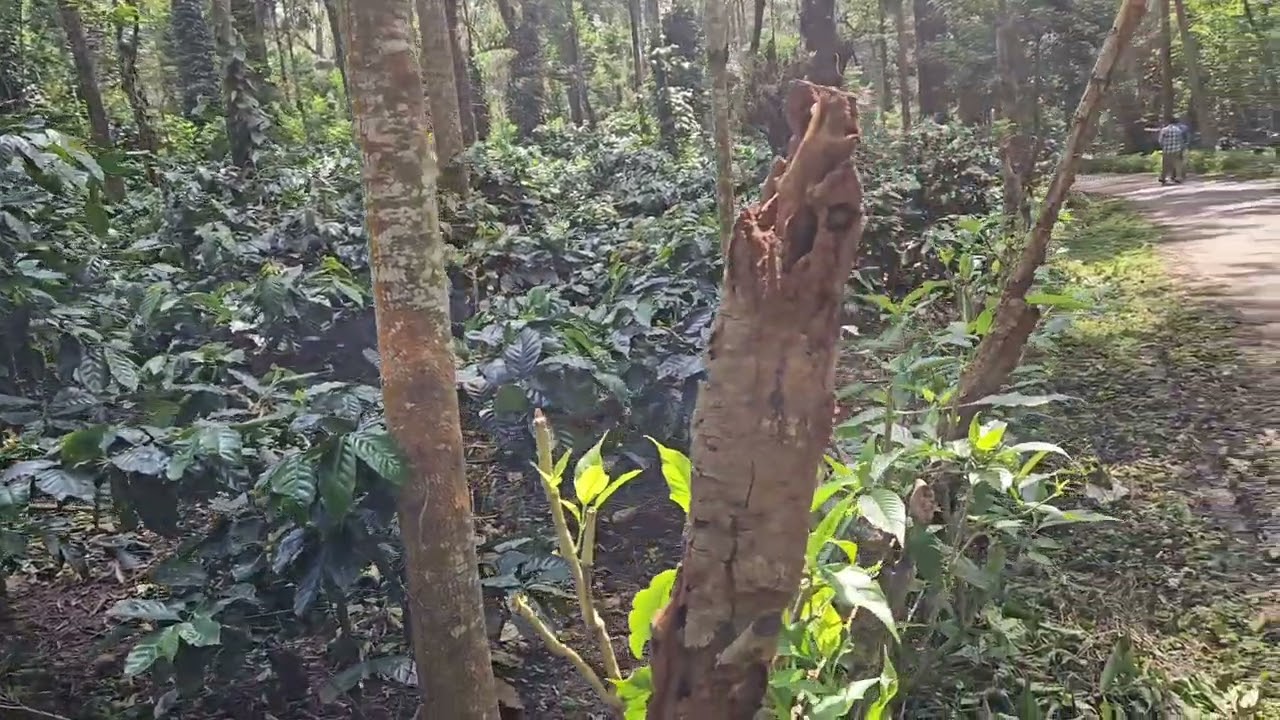 #44  Somvarpete Taluk, 1.5Acre Arabica Coffee Estate.
