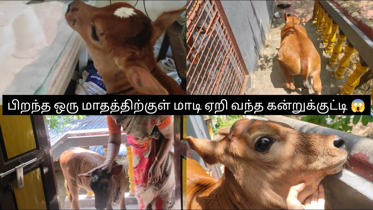கன்னுக்குட்டி வீட்டுக்கு வந்தாச்சு || new born calf's visit to our home ❤ #thendralkannukutty