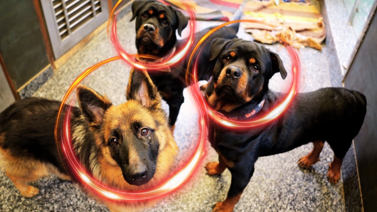 Rottweilers Fight Among Themselves And Zoey Got Attacked. Namitaology Pack With Puppies In Park.