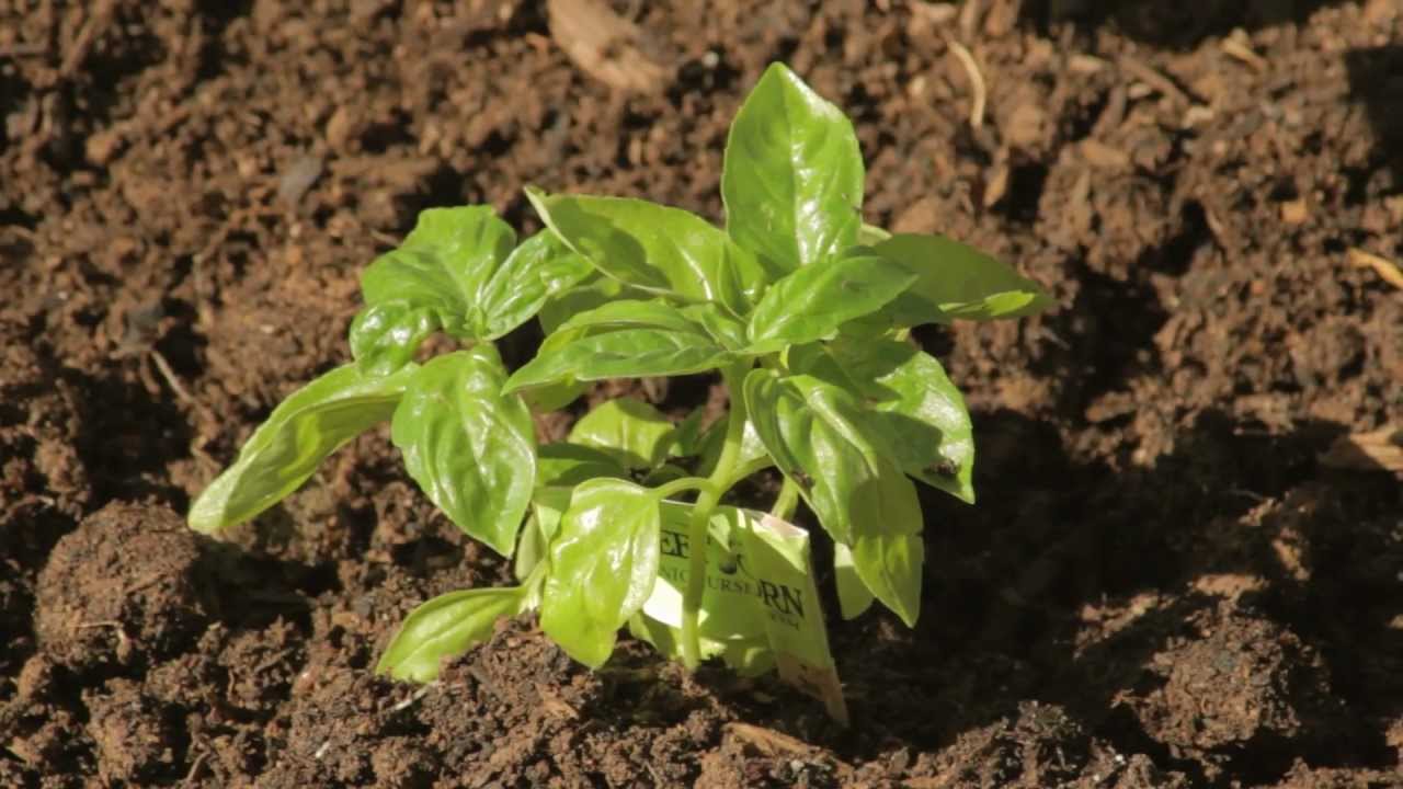 Companion Planting with Basil and Tomatoes