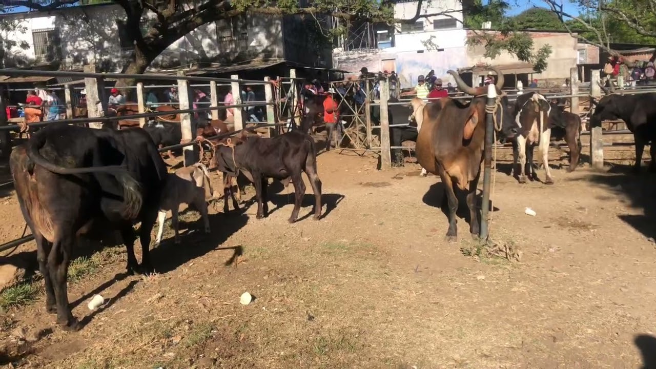 21 de Enero 2026. Tiangue de Nueva Guadalupe 