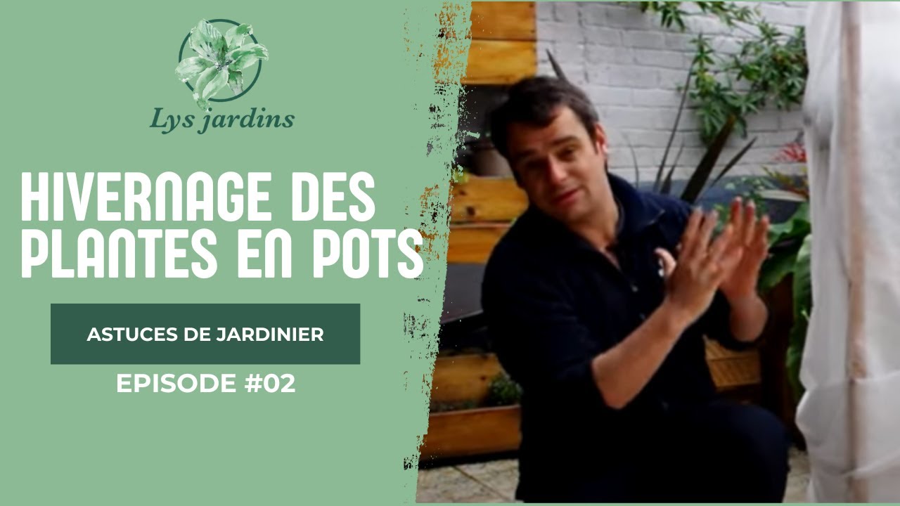 hivernage plantes en pots