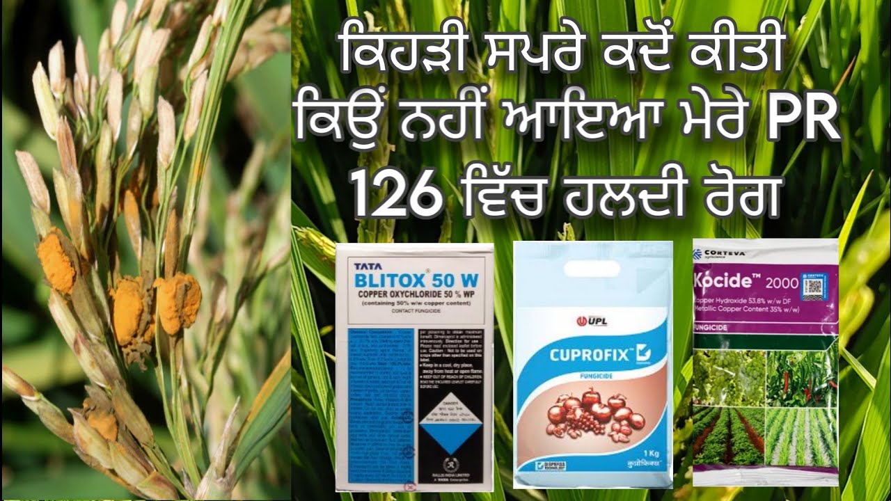 PR 126 | ਮੇਰੇ ਖੇਤ ਚ ਹਲਦੀ ਰੋਗ ਕਿਉਂ ਨਹੀਂ ਆਇਆ | Mere khet vich Haldi Rog kyon nhi aya |
