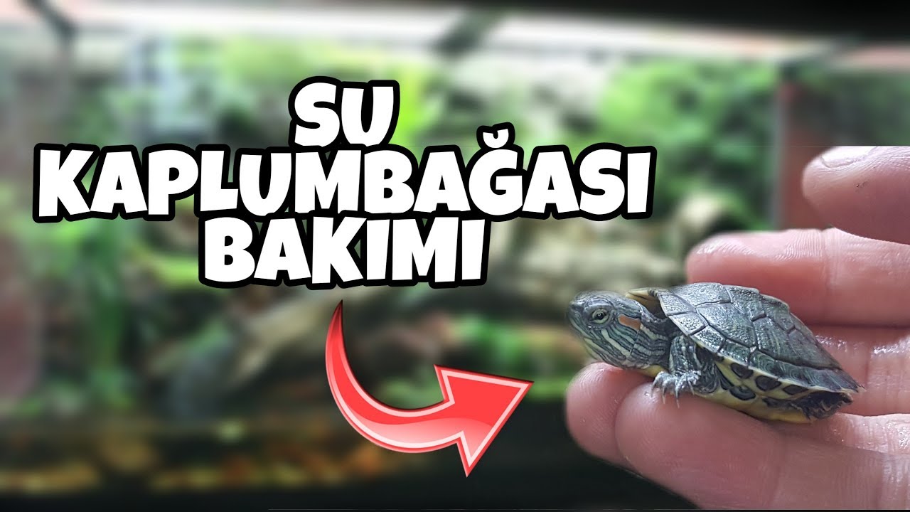 SU KAPLUMBAĞASI BAKIMI | TURTLE CARE +BESLEME!!!