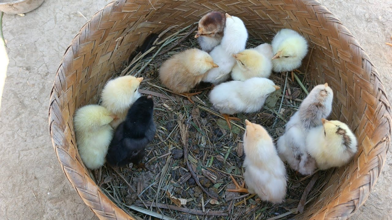 Chicken 🐤 Hen Farming business in my hometown 😲