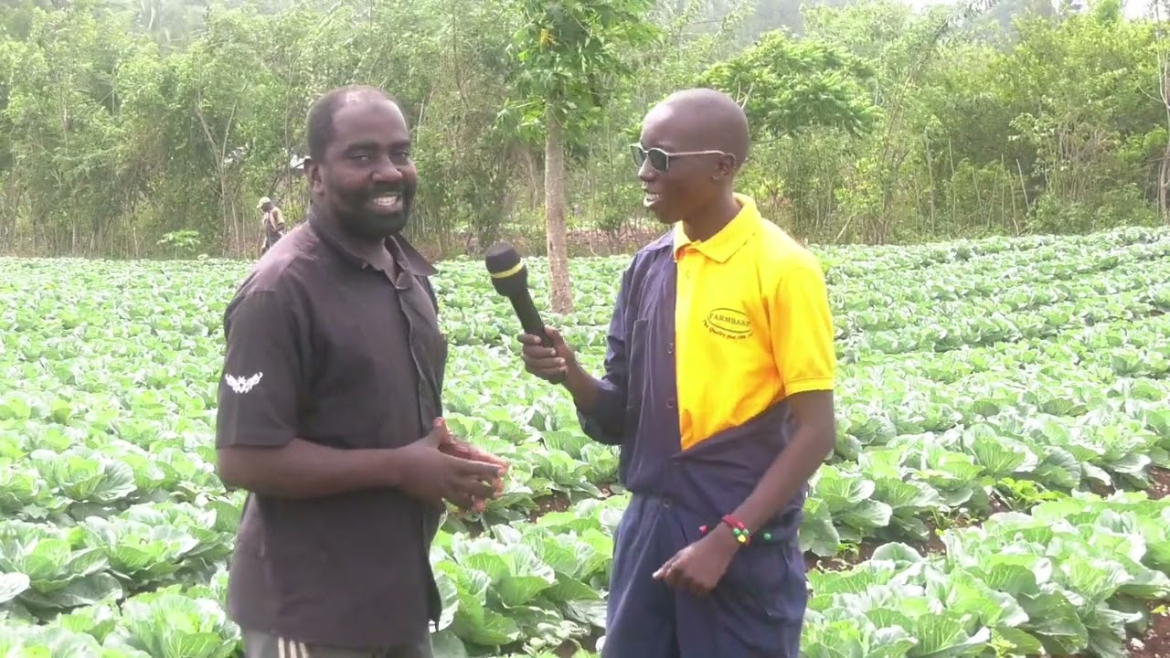 Jifunze  Kilimo Cha Kabeji
