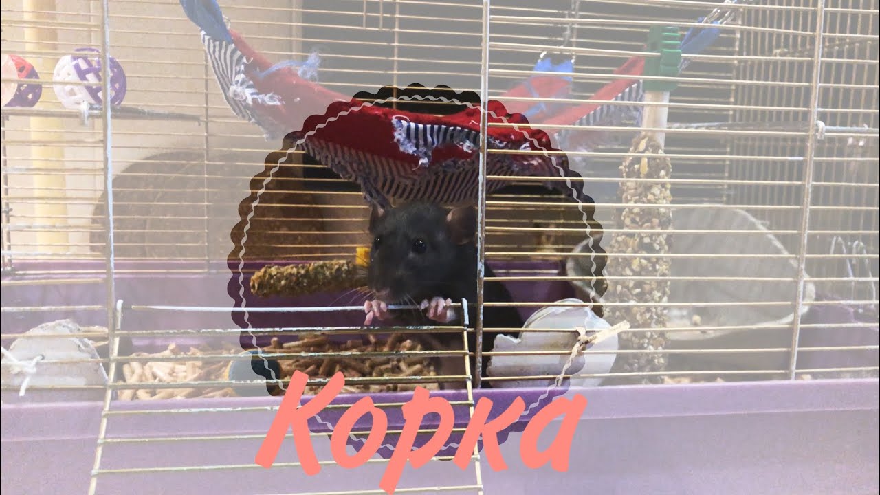 Корка. Игрушки для крыс