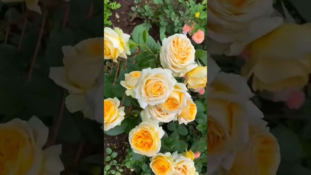 Beautiful yellow rose garden