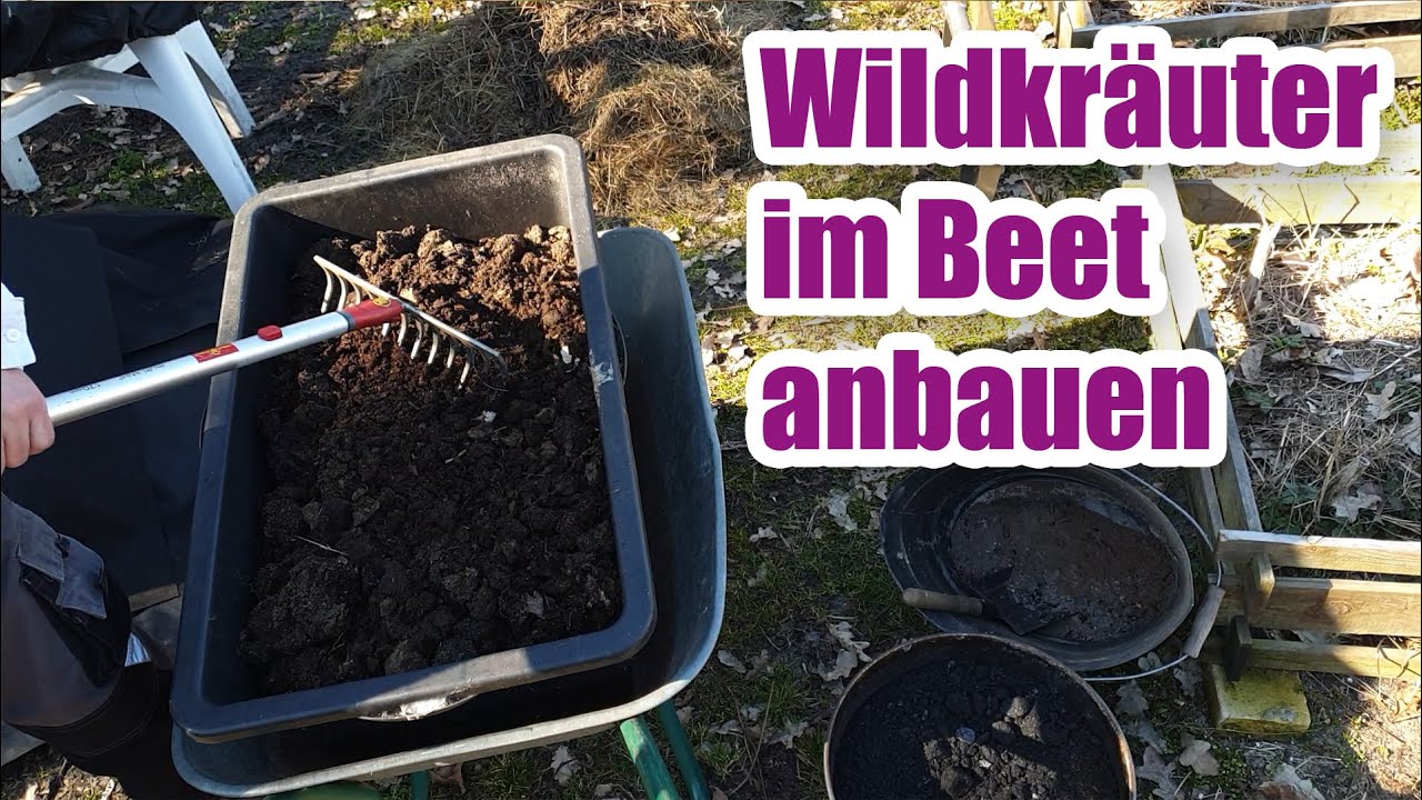 🌱 Warum man essbare Wildkräuter im Garten anbauen sollte | Projekt 