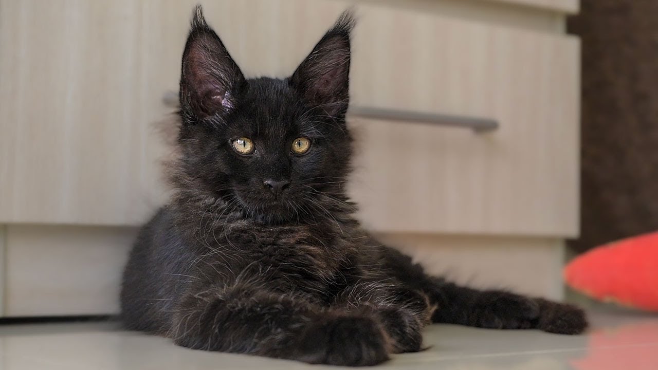 Maine Coon kittens room | 2-minute stress reliever.