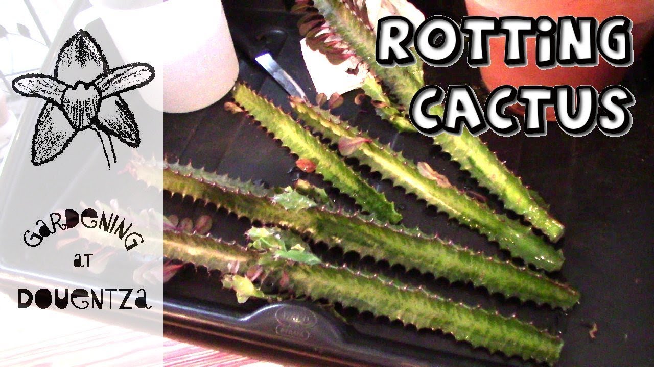 Save a Rotting Cactus - propagating Euphorbia trigona