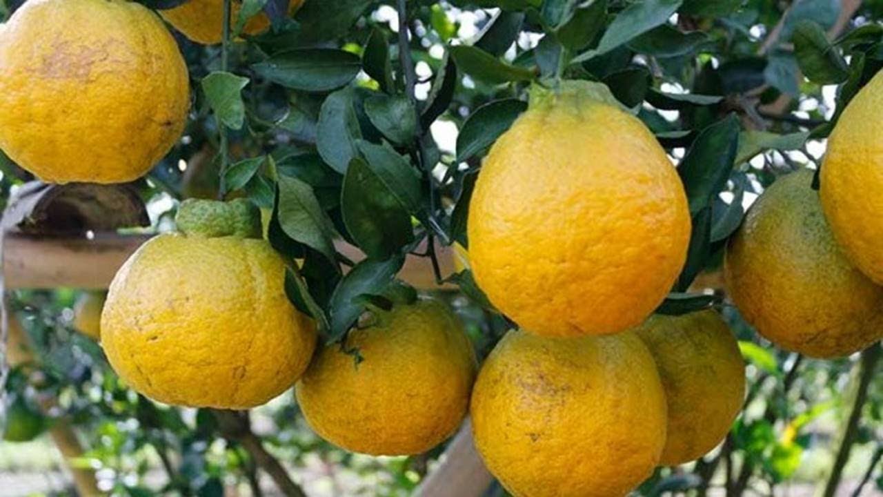 Japan Orange Dekopon Cuttings Technique To 100% Work...