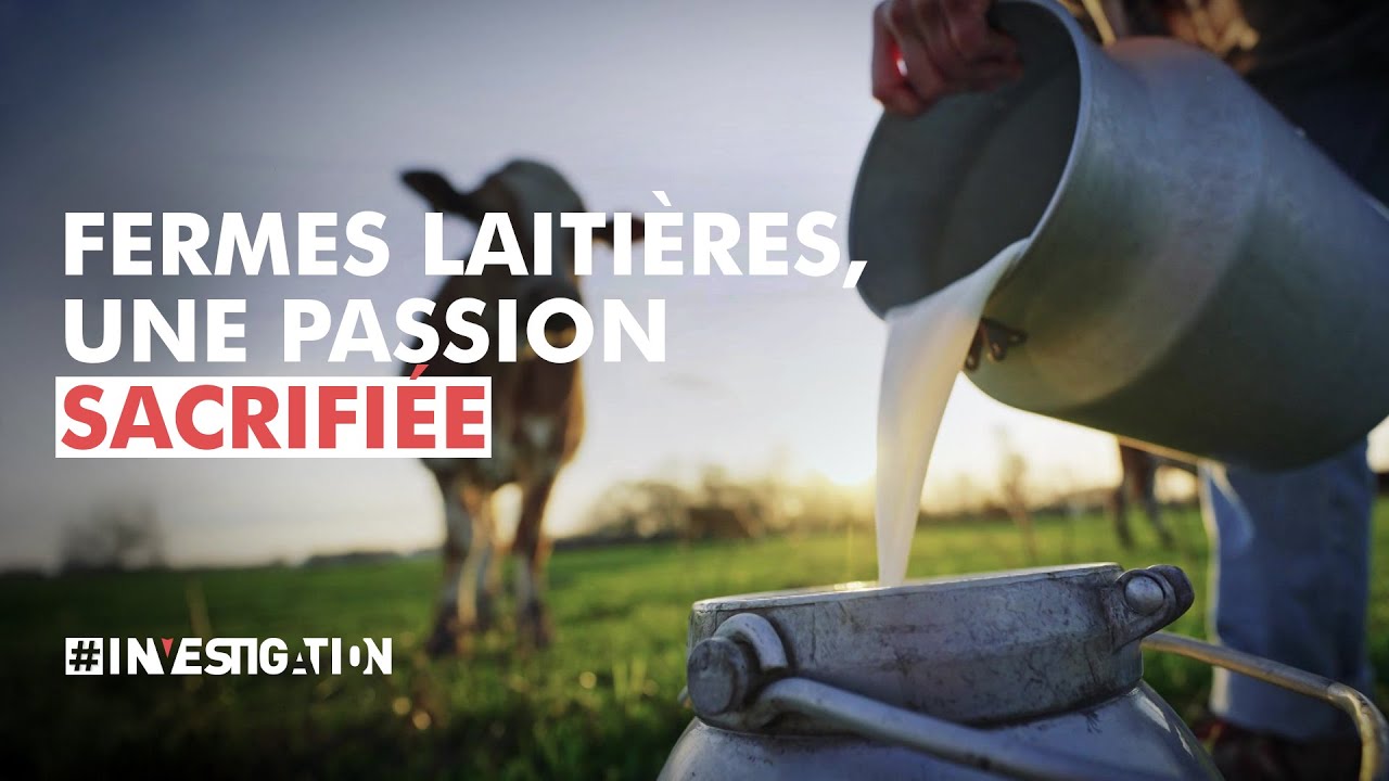 Lait : les fermiers produisent plus mais ne gagnent pas plus | #Investigation